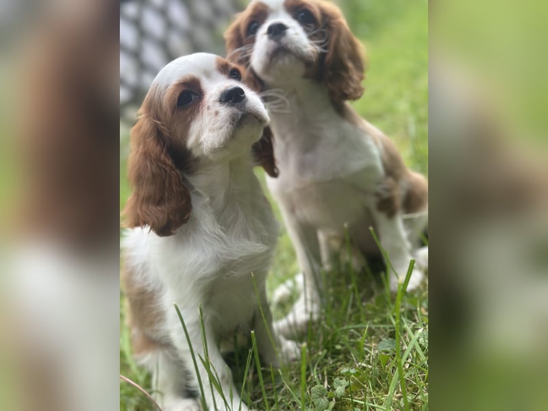 Zauberhafte Cavalier King Charles Spaniel Suchen liebevolles Zuhause