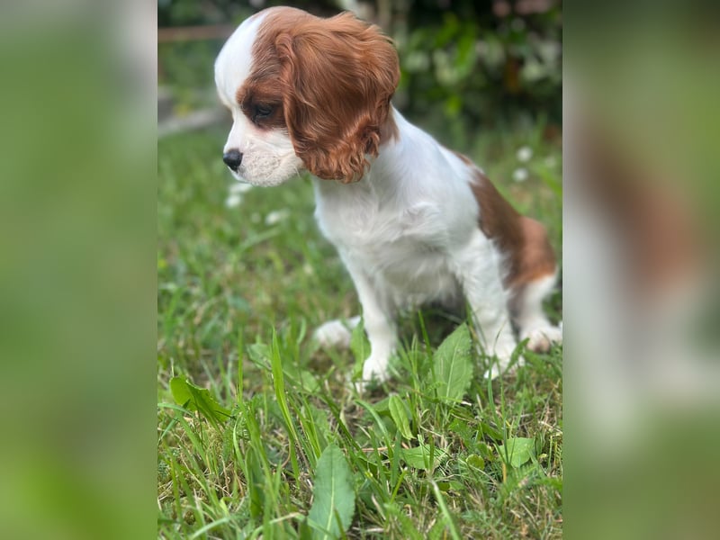 Zauberhafte Cavalier- King Charles Spaniel  sucht Zuhause
