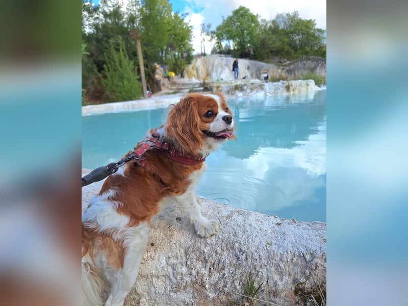 Zauberhafte Cavalier King Charles Spaniel Hündin zu verkaufen-  nur in liebevolle Hände