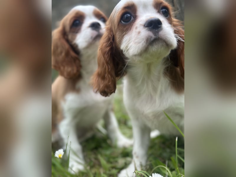 Zauberhafte Cavalier King Charles Spaniel Suchen liebevolles Zuhause