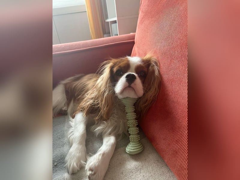 Zauberhafte Cavalier King Charles Spaniel Hündin zu verkaufen-  nur in liebevolle Hände
