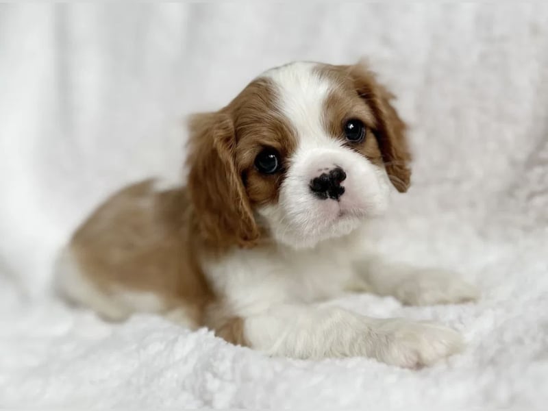 Entzückende Cavalier King Charles Spaniel Mädchen suchen liebevolles Zuhause