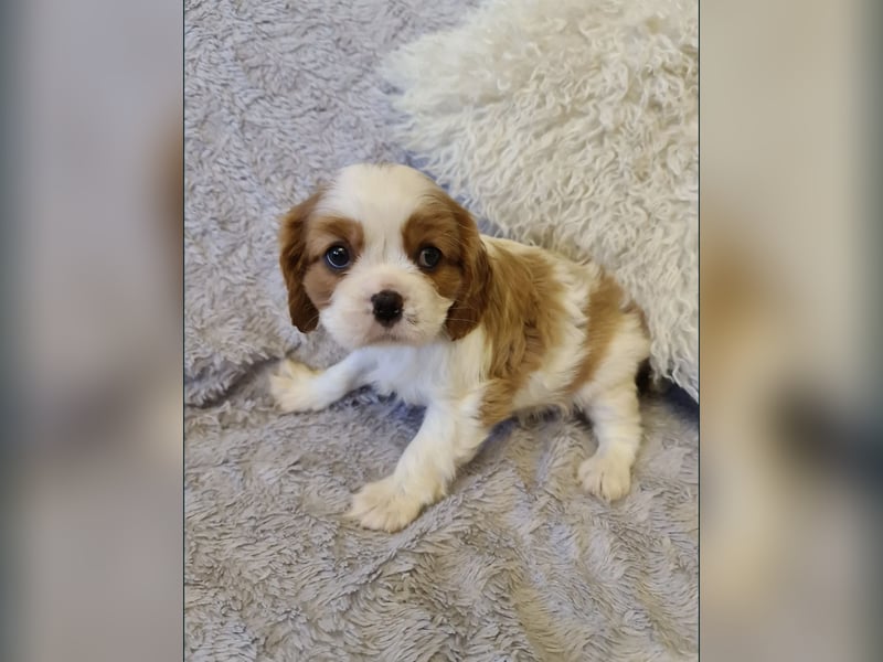 Entzückende Cavalier King Charles Spaniel Mädchen suchen liebevolles Zuhause