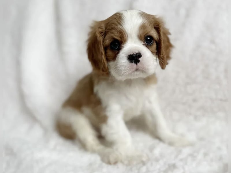 Entzückende Cavalier King Charles Spaniel Mädchen suchen liebevolles Zuhause
