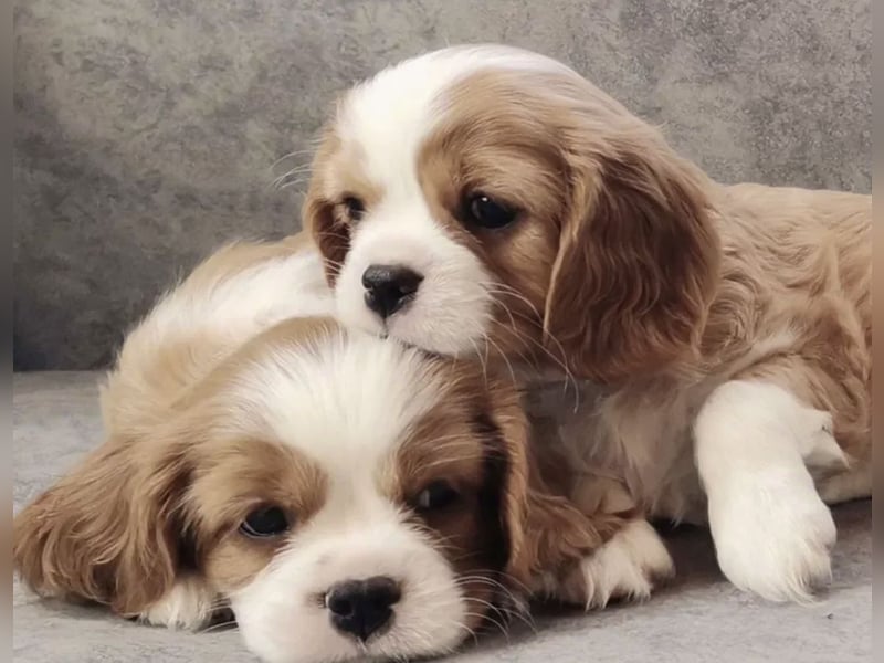 Entzückende Cavalier King Charles Spaniel Mädchen suchen liebevolles Zuhause
