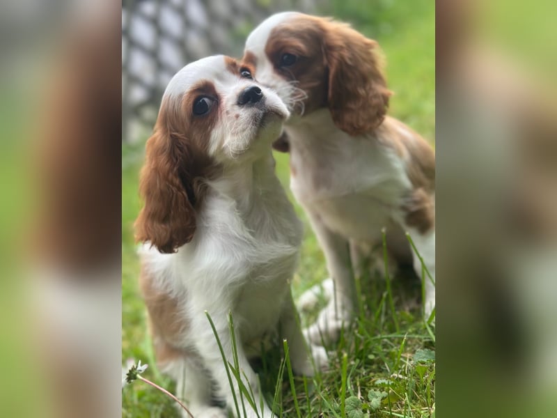 Entzückende Cavalier King Charles Spaniel Mädchen suchen liebevolles Zuhause