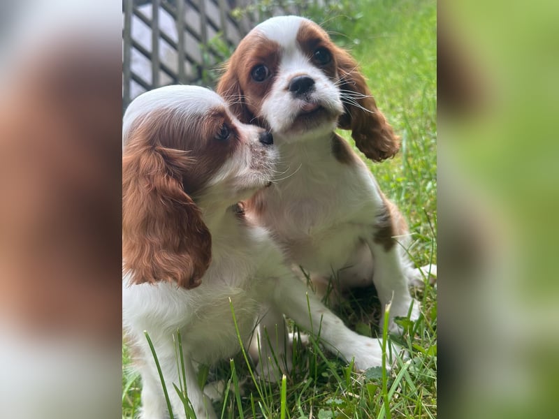 Entzückende Cavalier King Charles Spaniel Mädchen suchen liebevolles Zuhause