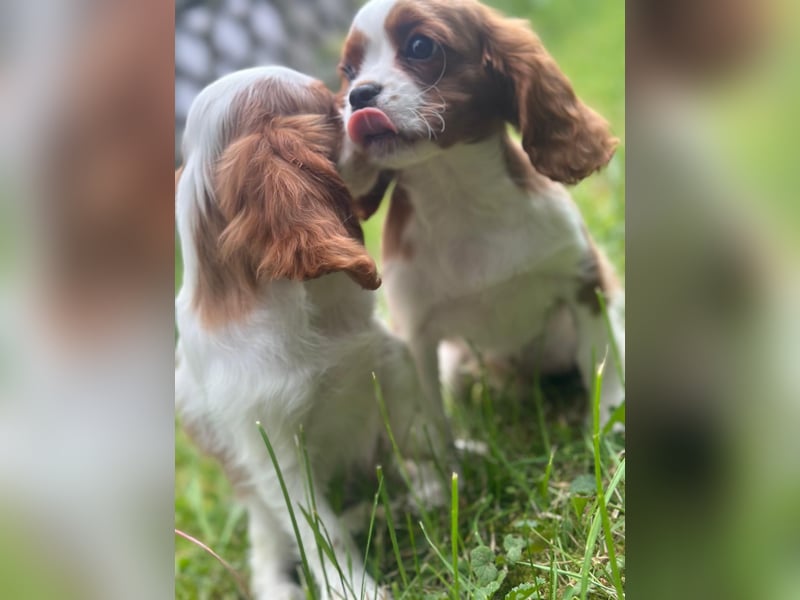 Entzückende Cavalier King Charles Spaniel Mädchen suchen liebevolles Zuhause