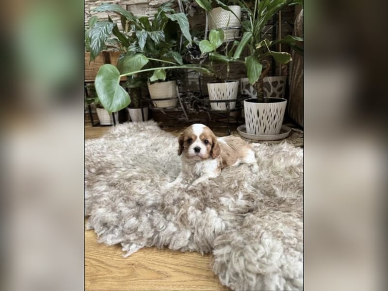Zwei wunderschöne Cavalier King Charles Spaniel suchen neues liebevolles Zuhause
