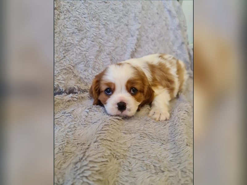 Edele Cavalier King Charles Welpen bereit für ihr neues Zuhause