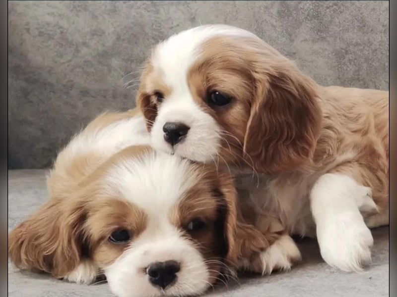 Edele Cavalier King Charles Welpen bereit für ihr neues Zuhause