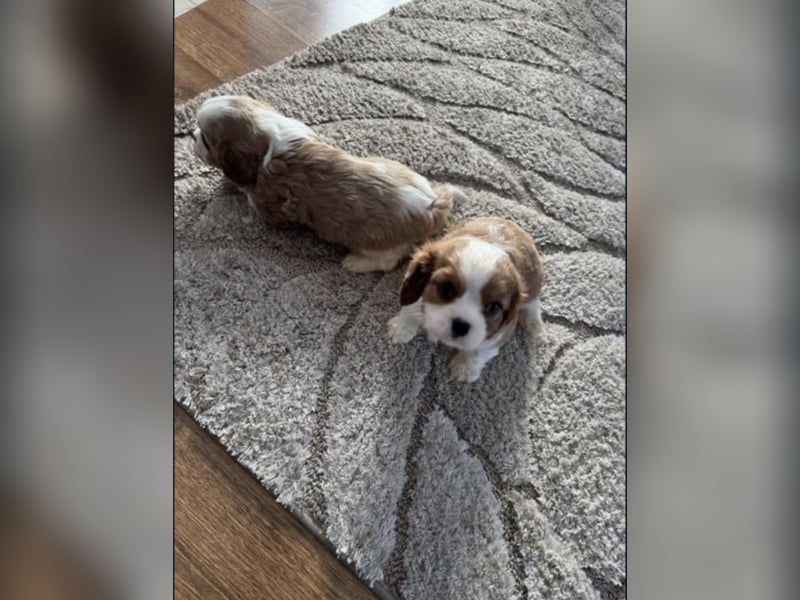 Zwei wunderschöne Cavalier King Charles Spaniel suchen neues liebevolles Zuhause