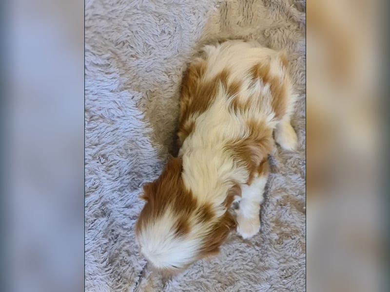 Edele Cavalier King Charles Welpen bereit für ihr neues Zuhause