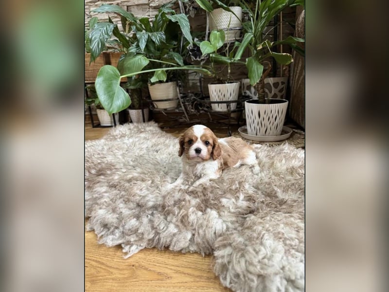 Edele Cavalier King Charles Welpen bereit für ihr neues Zuhause