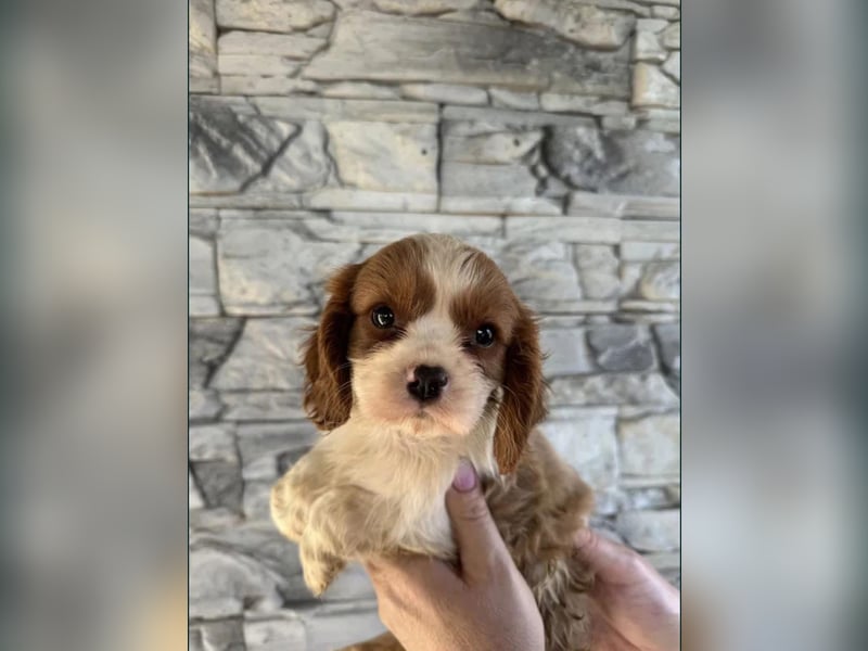 Edele Cavalier King Charles Welpen bereit für ihr neues Zuhause