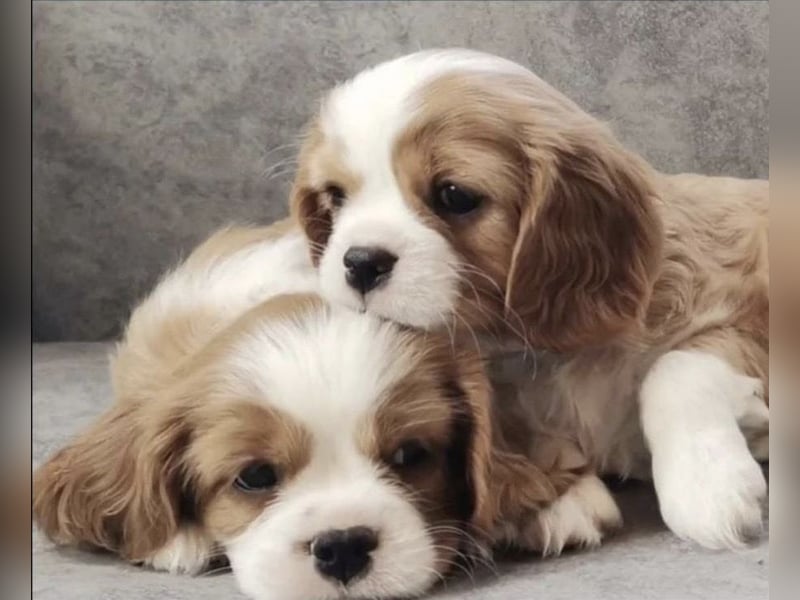 Zwei wunderschöne Cavalier King Charles Spaniel suchen neues liebevolles Zuhause