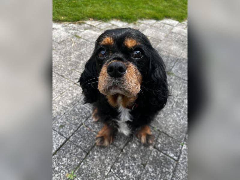 Kleine Hündin sucht neue Familie
