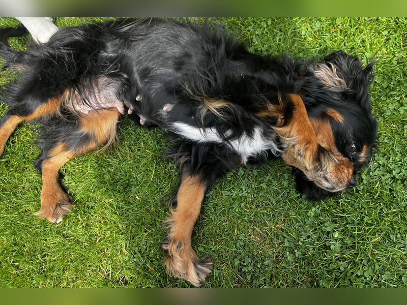 Kleine Hündin sucht neue Familie