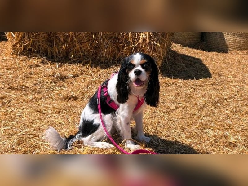 Super liebe Cavalier King Charles Spaniel Hündin