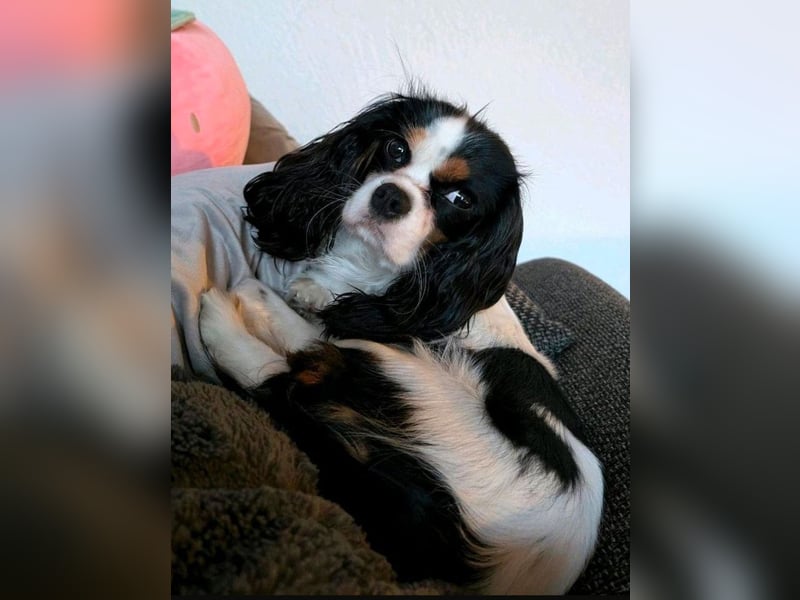 Super liebe Cavalier King Charles Spaniel Hündin