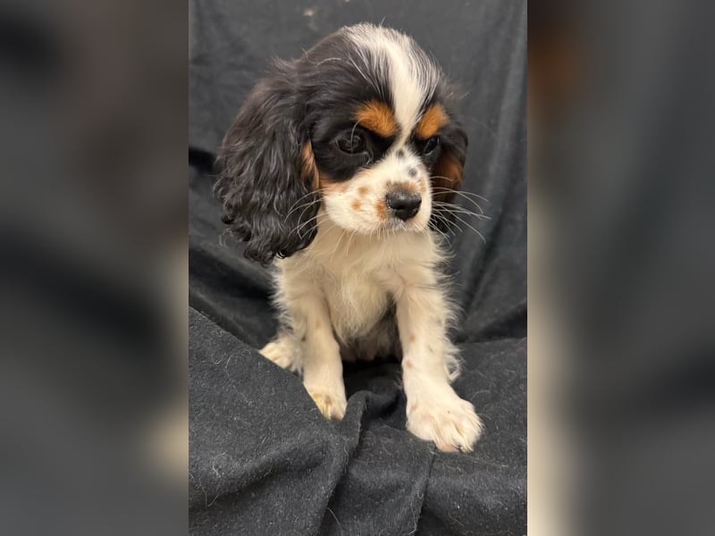 Cavalier King Charles Spaniel Hündin tricolor