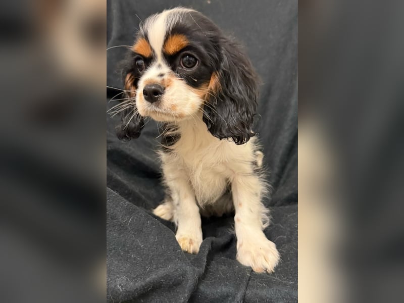 Cavalier King Charles Spaniel Hündin tricolor