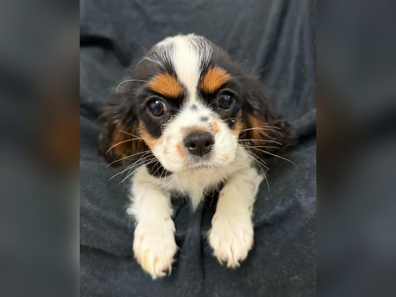 Cavalier King Charles Spaniel Hündin tricolor