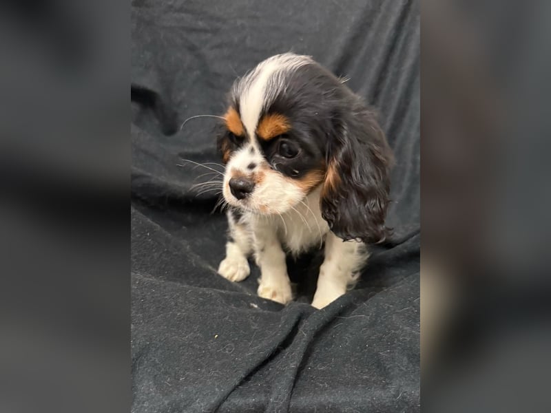 Cavalier King Charles Spaniel Hündin tricolor