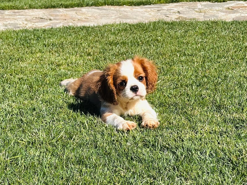 Cavalier King Charles Spaniel