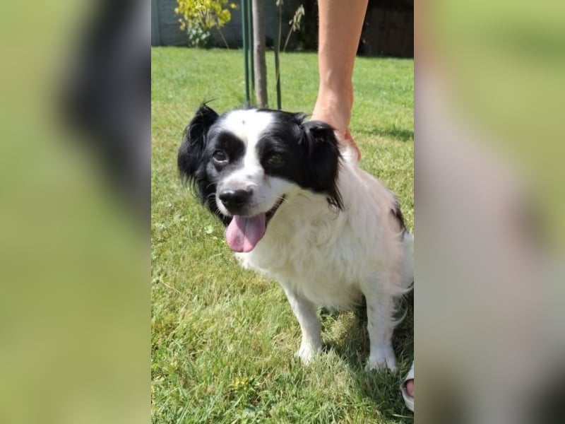 Emil, kleiner Kerl - sehr ruhig und absolut verträglich - ein toller Familienhund