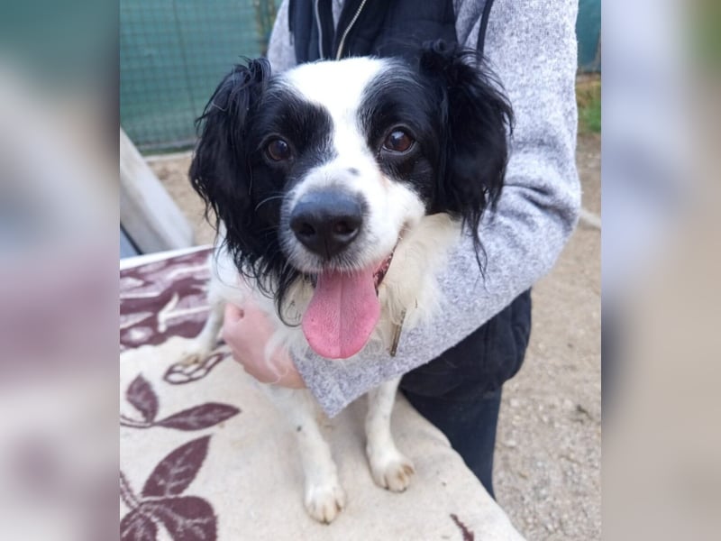 Emil, kleiner Kerl - sehr ruhig und absolut verträglich - ein toller Familienhund