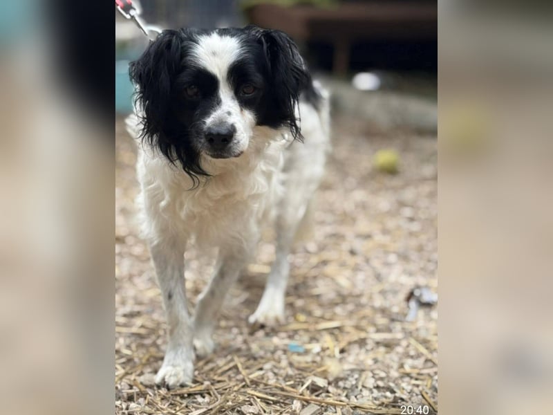 Emil, kleiner Kerl - sehr ruhig und absolut verträglich - ein toller Familienhund
