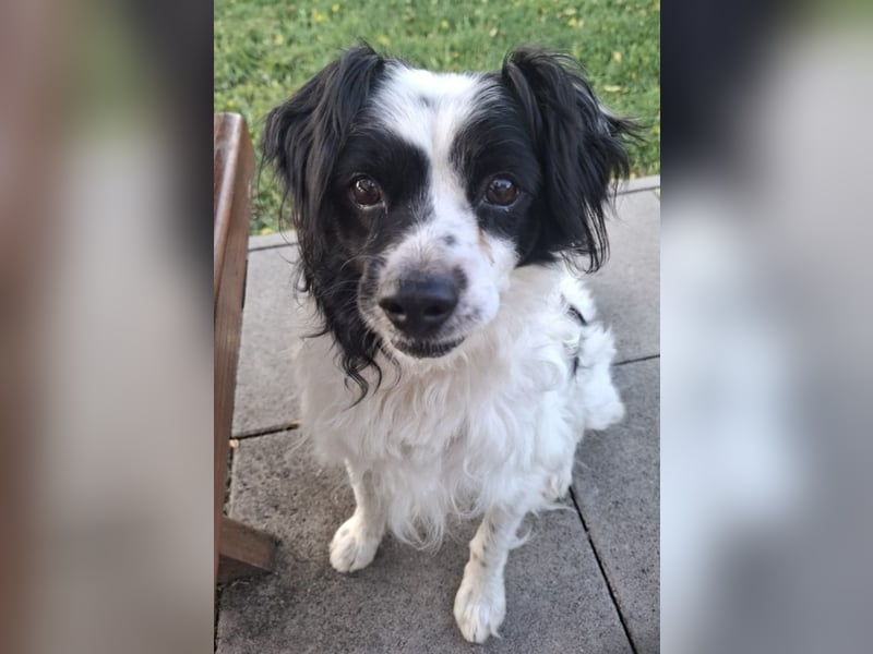 Emil, kleiner Kerl - sehr ruhig und absolut verträglich - ein toller Familienhund