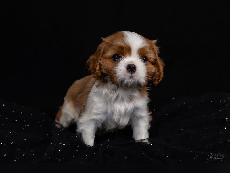 Unsere kleinen Brillianten sind da!