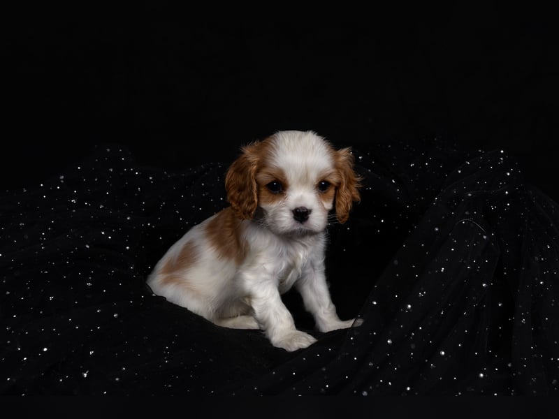 Unsere kleinen Brillianten sind da!