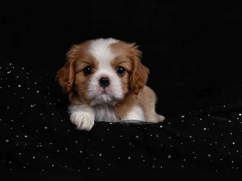 Unsere kleinen Brillianten sind da!