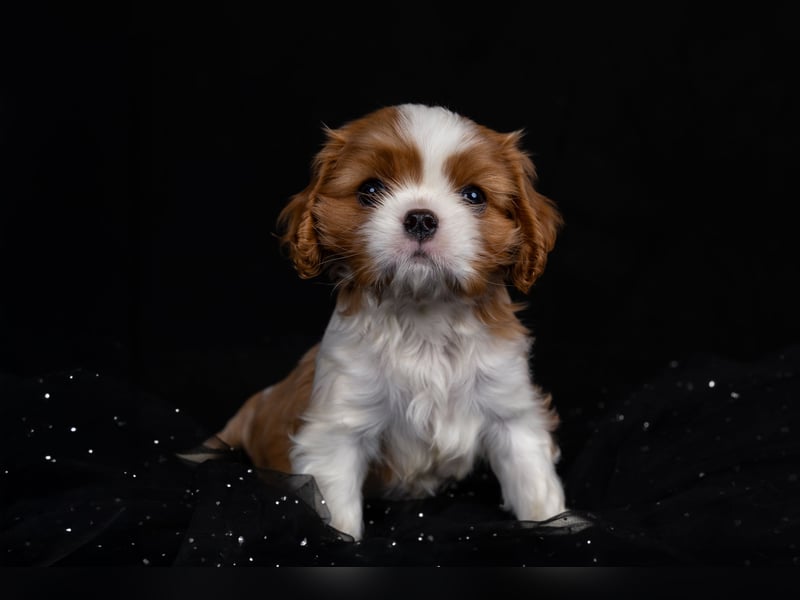 Unsere kleinen Brillianten sind da!