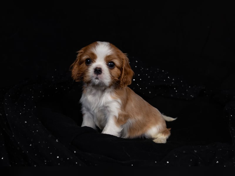 Unsere kleinen Brillianten sind da!