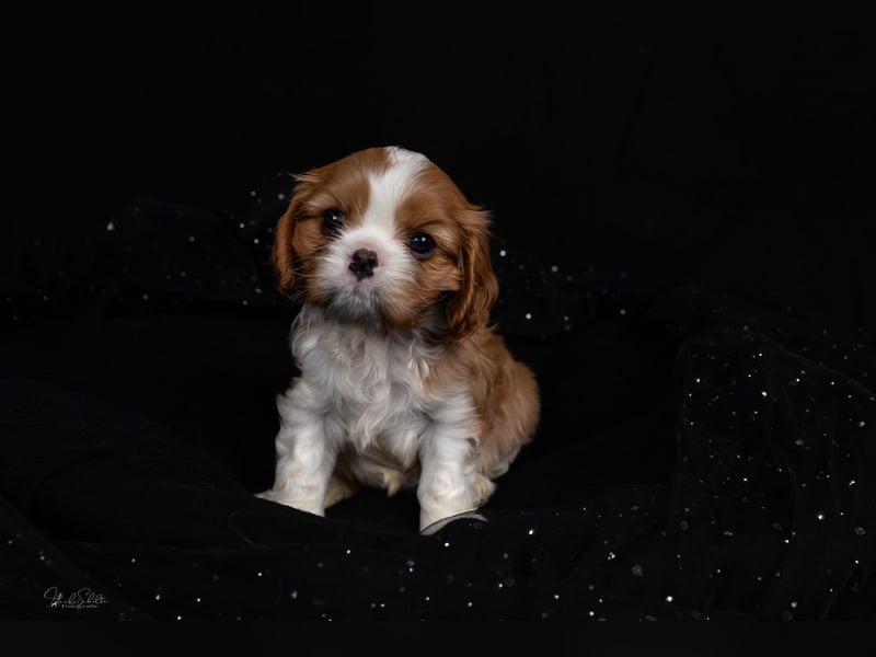 Unsere kleinen Brillianten sind da!