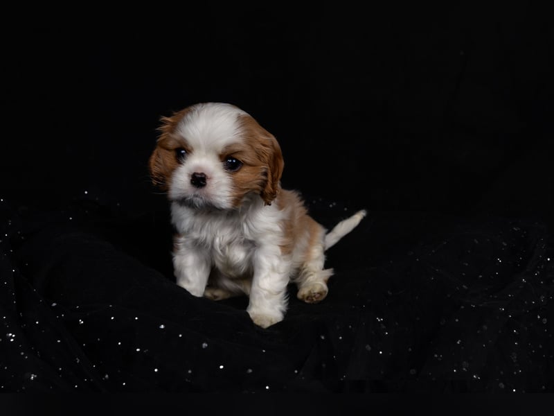 Unsere kleinen Brillianten sind da!