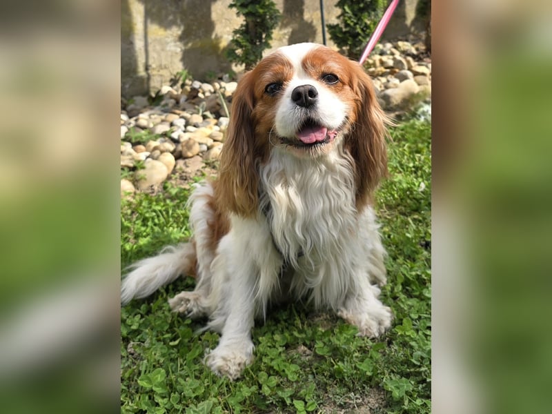Max, ganz lieber Cavalier King Charles Hund