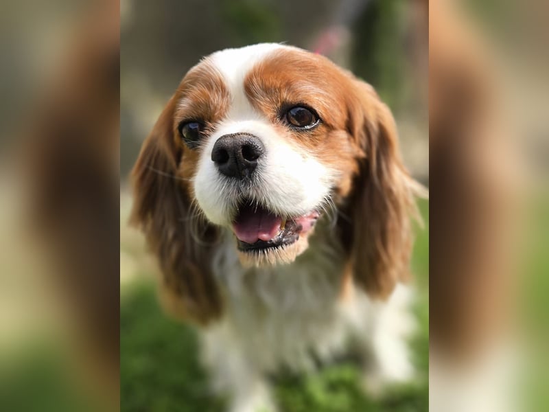 Max, ganz lieber Cavalier King Charles Hund