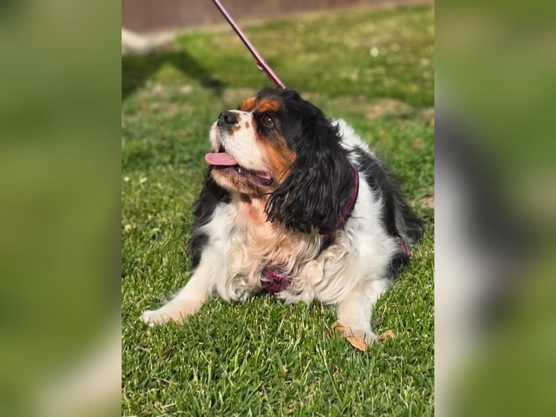 Nora, Cavalier King Charles Spaniel Hündin
