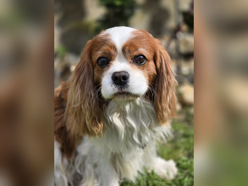 Max, ganz lieber Cavalier King Charles Hund