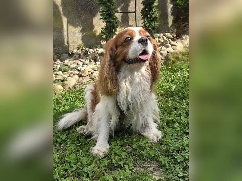 Max, ganz lieber Cavalier King Charles Hund
