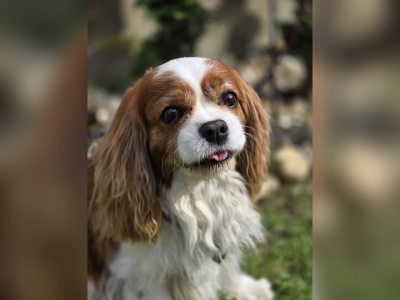 Max, ganz lieber Cavalier King Charles Hund