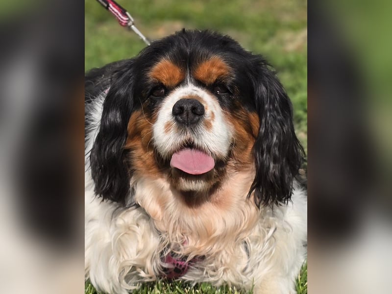 Nora, Cavalier King Charles Spaniel Hündin