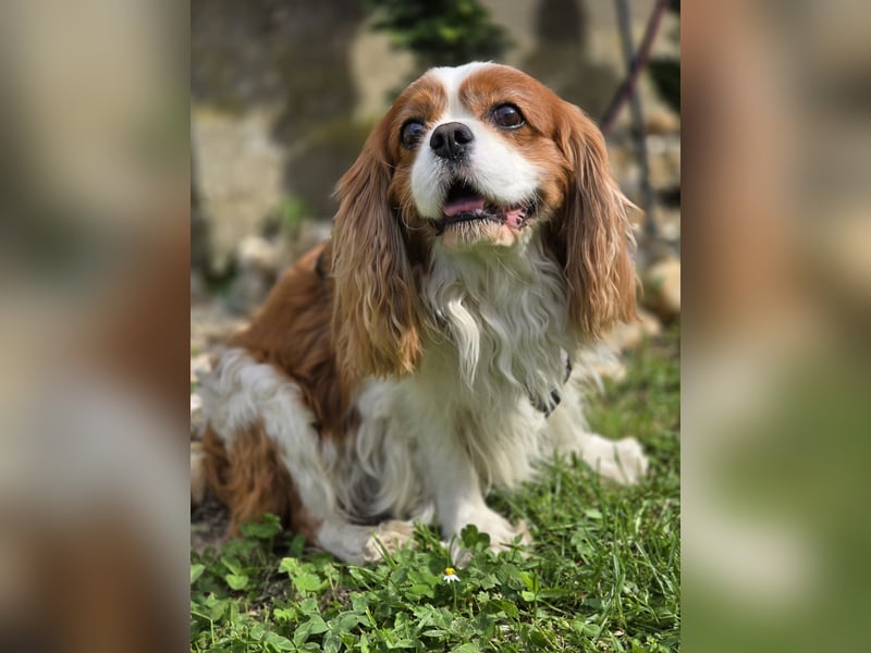 Max, ganz lieber Cavalier King Charles Hund