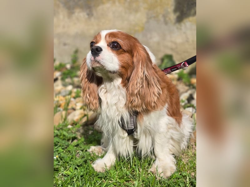 Max, ganz lieber Cavalier King Charles Hund