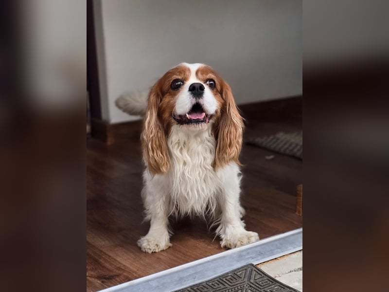 Max, ganz lieber Cavalier King Charles Hund